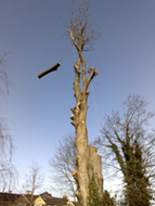devon & south west tree surgeon dismantle